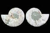 Cut & Polished Ammonite Fossil - Agatized #78579-1